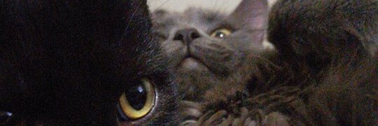 morganiscool_'s profile banner image