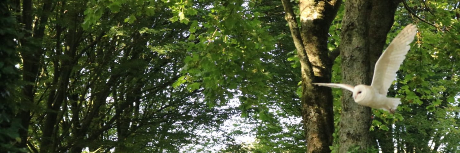 🌻Chetana's Garden🍓 banner