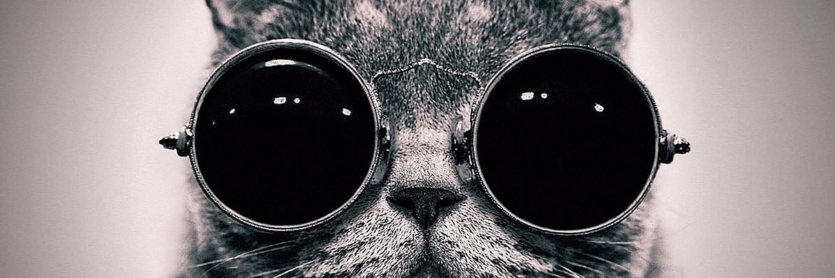 CatLadyBrooke's profile banner image