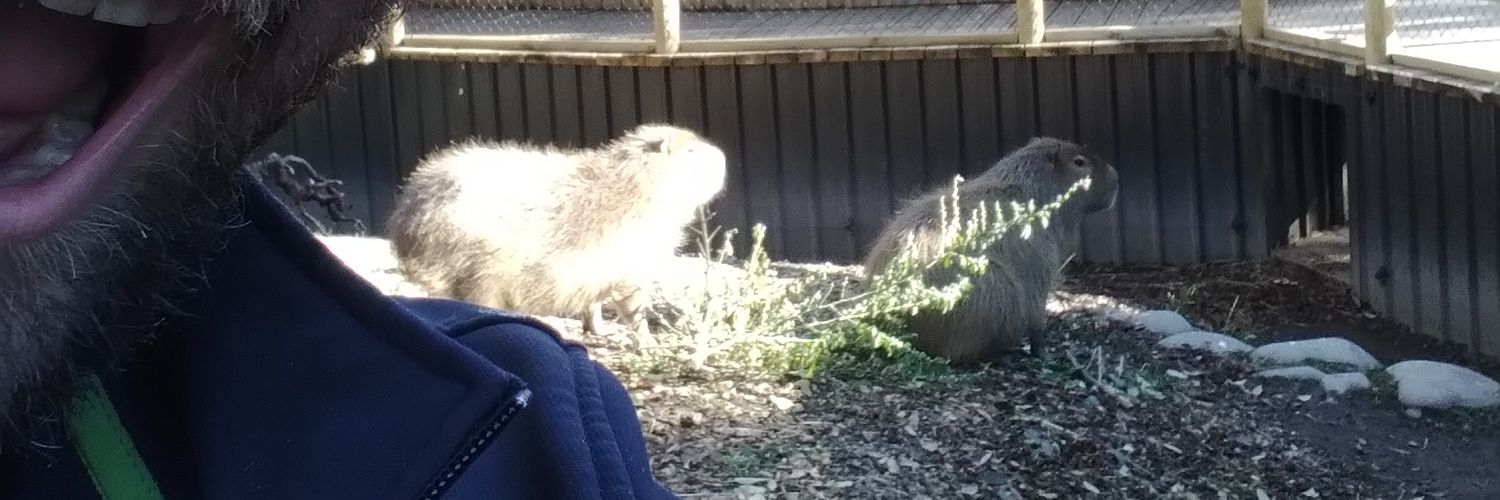 Waffles the Magic banner