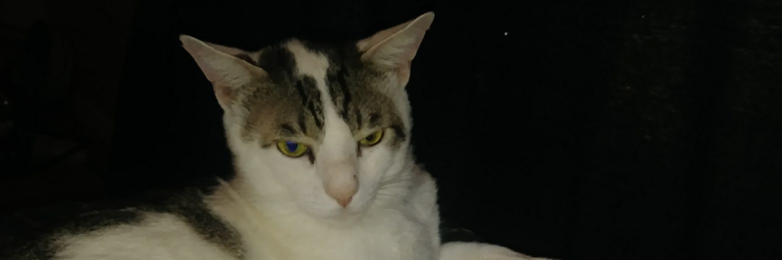 ZoroXLee's profile banner image
