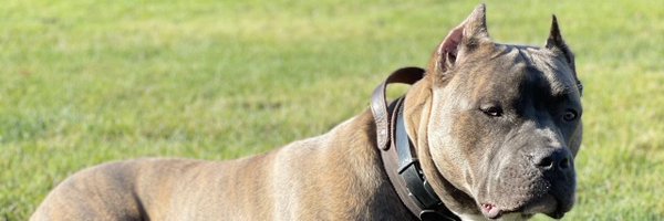 Harkeerat24 Profile Banner