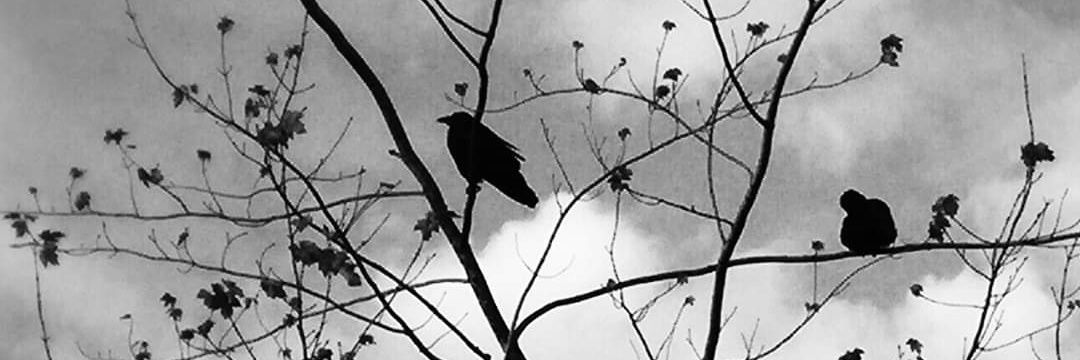 sidney_ella's profile banner image