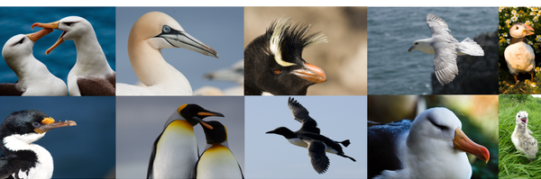 SEG_UL Profile Banner