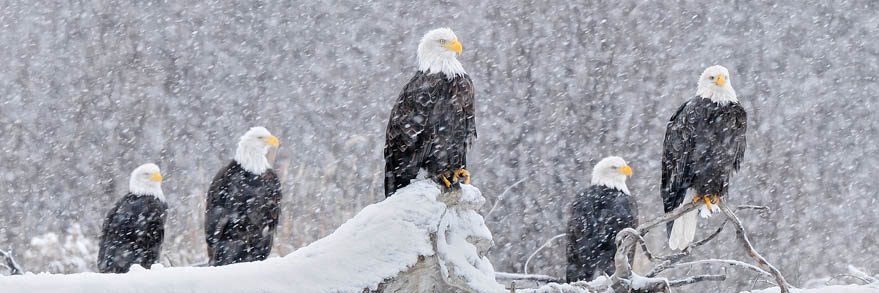 Drasnu 🇺🇸 banner