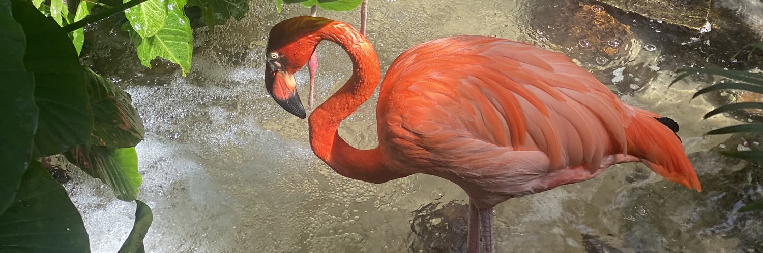 Ana Maria Rodriguez banner