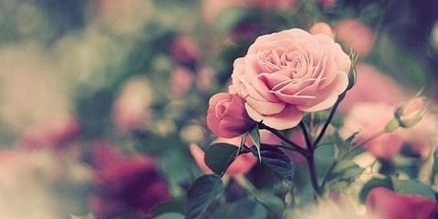 alinaklimova26's profile banner image