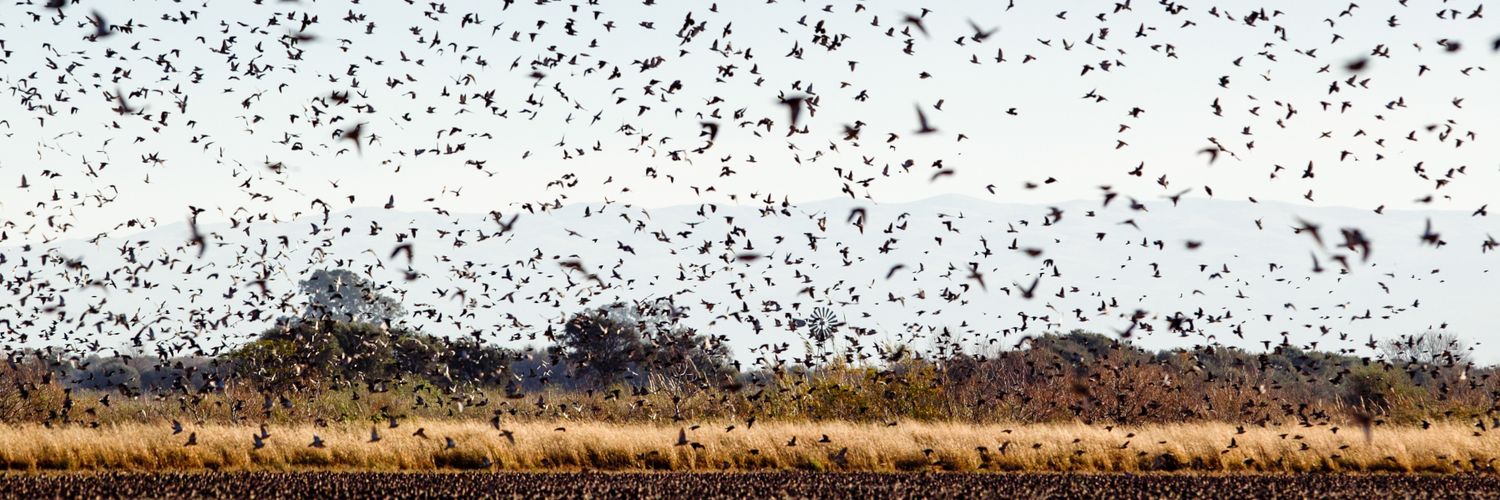 doveshooting's profile banner image
