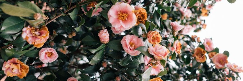 strawbridge_b's profile banner image