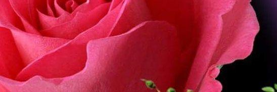 fcaro046's profile banner image