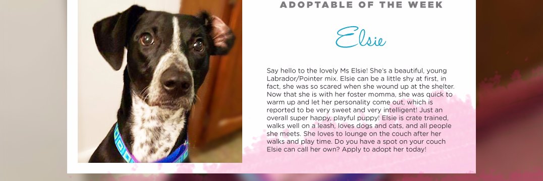 FindFureverhome's profile banner image