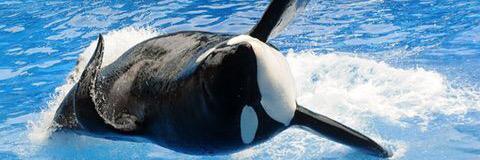 3tilikum's profile banner image