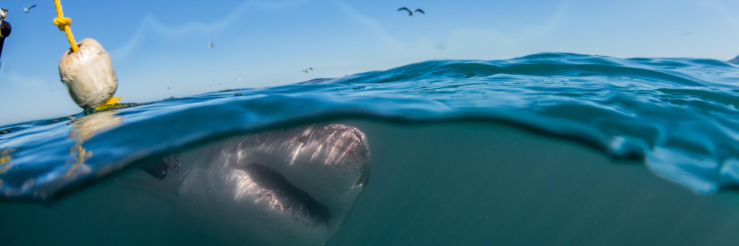 sharkdiveZA's profile banner image