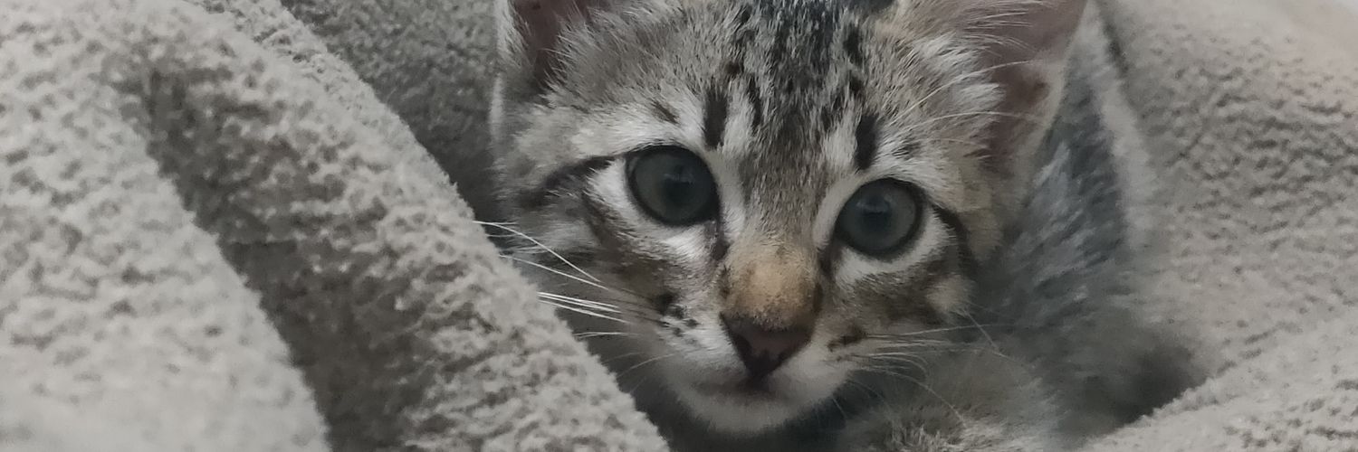 itsjustbarzee's profile banner image