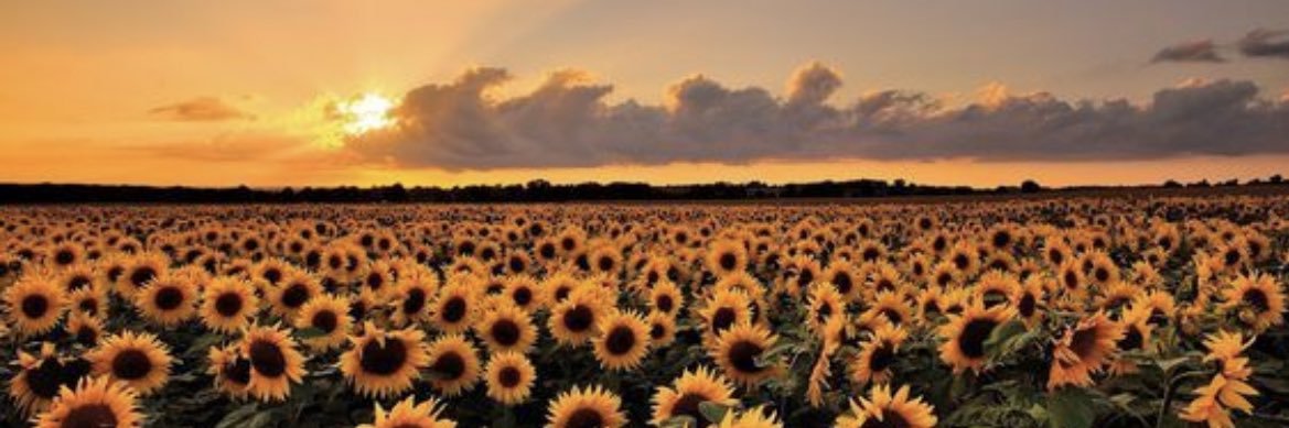 alexiaa_ss's profile banner image