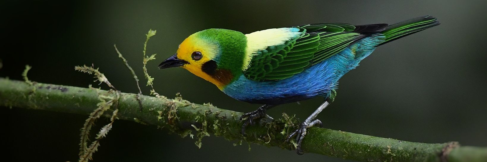 piculetbirding's profile banner image