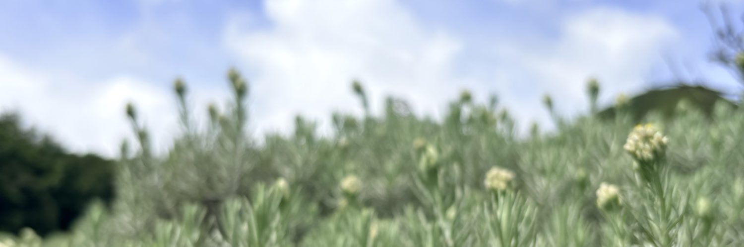 Dil banner