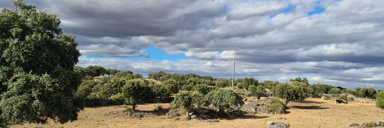 TRATANSA 🐜 banner