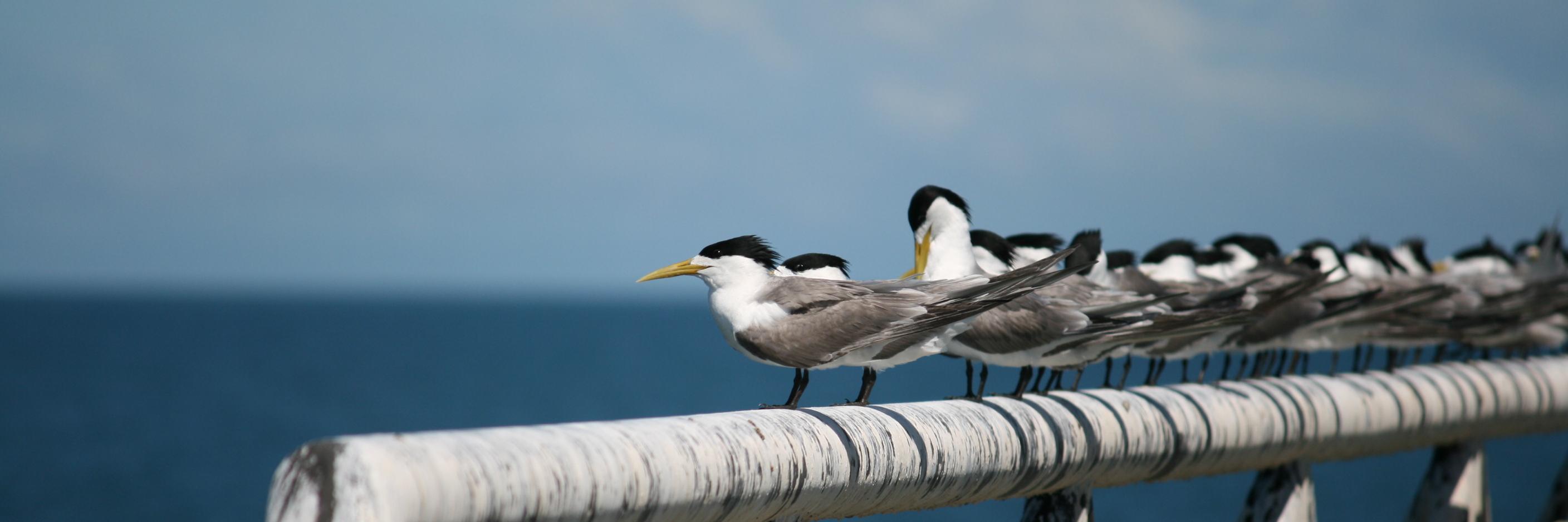 ornithzoologist's profile banner image