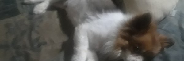 dariobandit Profile Banner