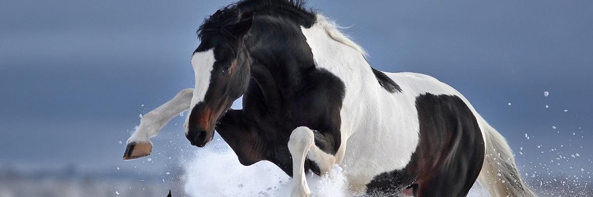 DorkySarah's profile banner image