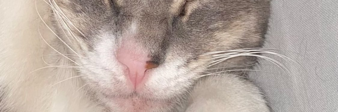 macedoisaa's profile banner image