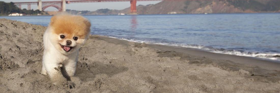 もふもふちゃん banner