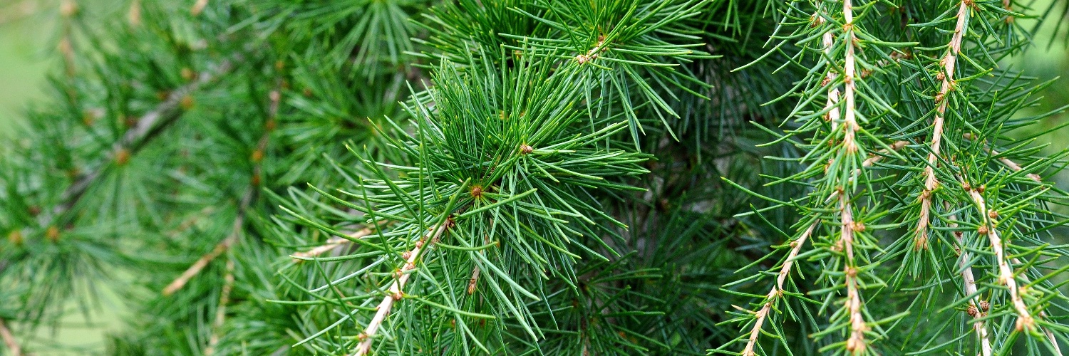 julia scheeres banner