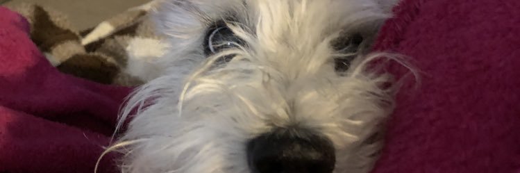 clairebrindlee's profile banner image