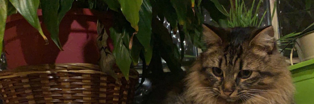 marionabrm's profile banner image