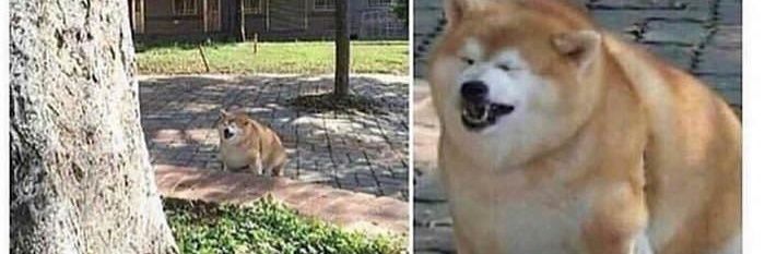 Ver$ace Kolache 😎 banner