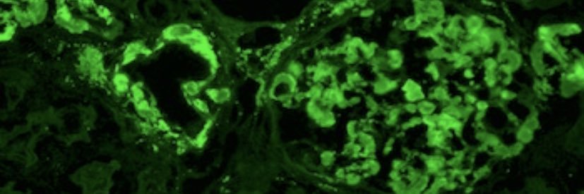 Ugo O. Egolum, MD FACC (🇺🇸🇯🇲🇳🇬) banner