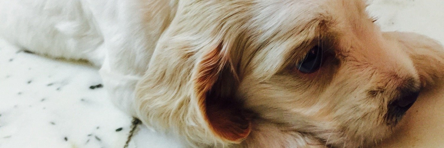 JaymeeElla's profile banner image