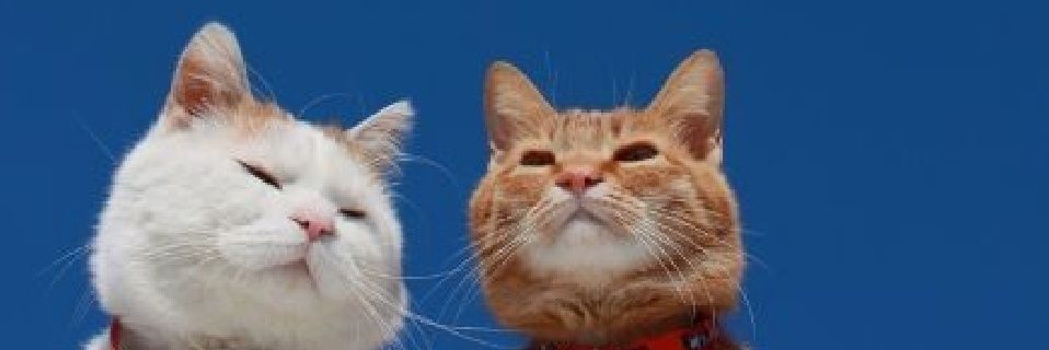 ChirsCj85's profile banner image