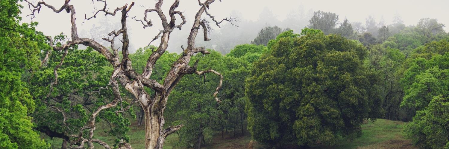 Britt Selvitelle banner