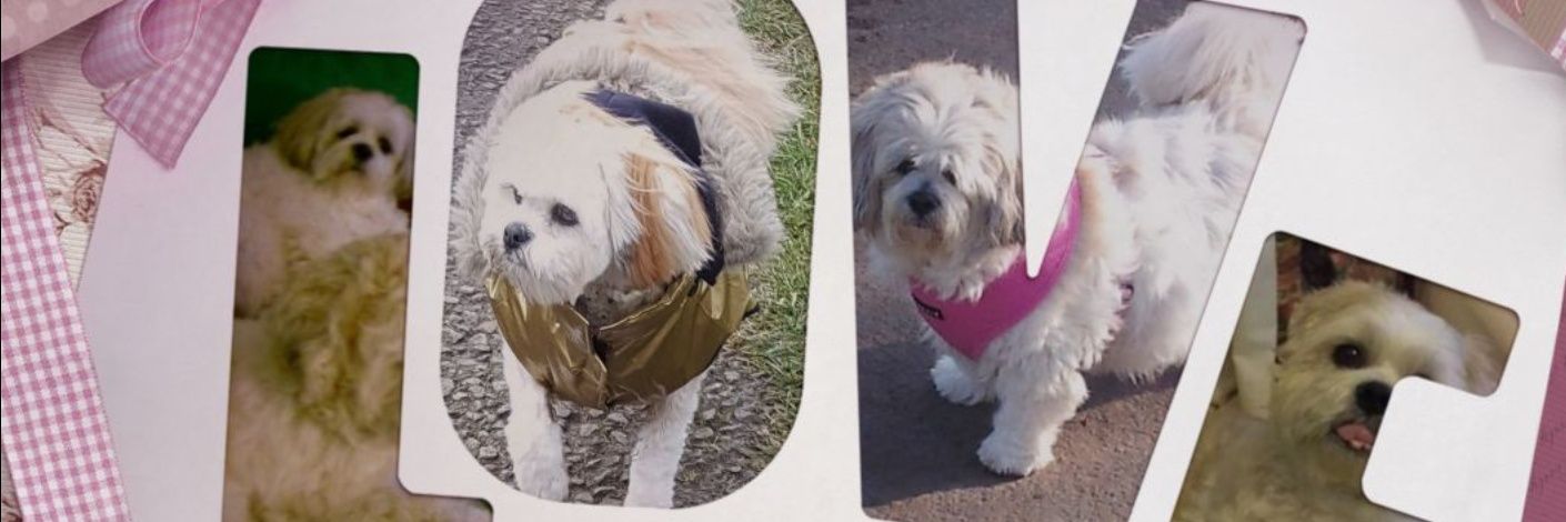 Moodles & Boodles 💎 banner