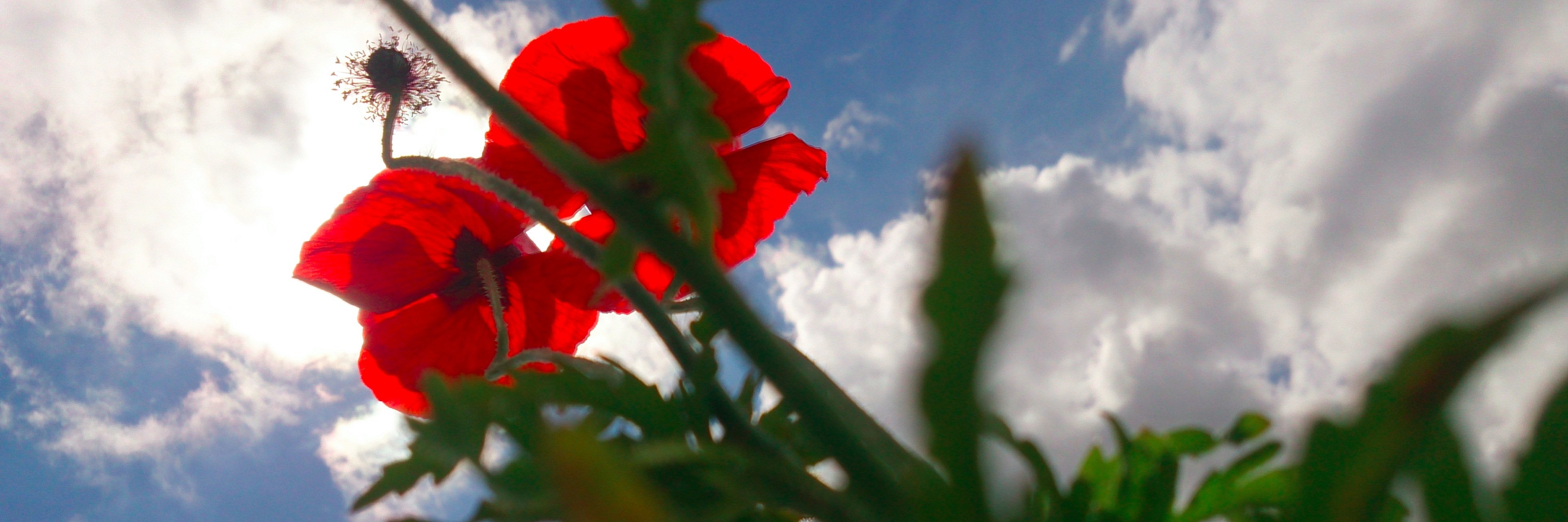 Sabine van der Eijk banner