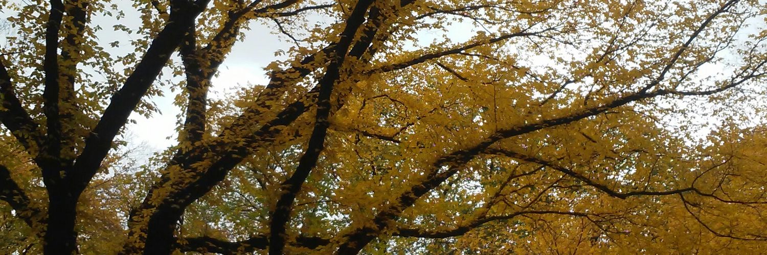 melissadraco's profile banner image