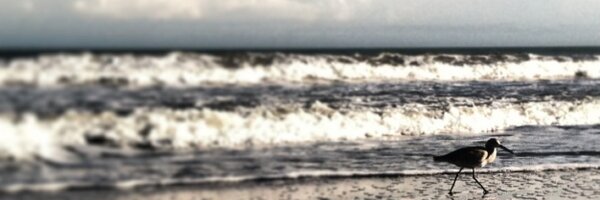 apeavs Profile Banner