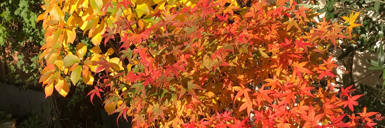 WinnSuzanne's profile banner image