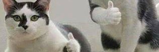 BackoftheDog's profile banner image