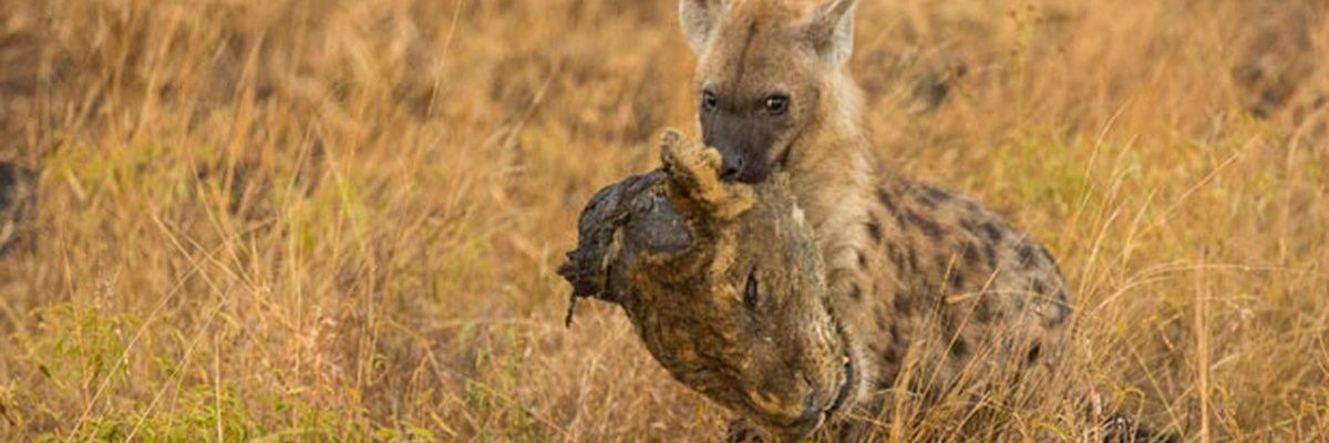 mateusmantoan's profile banner image