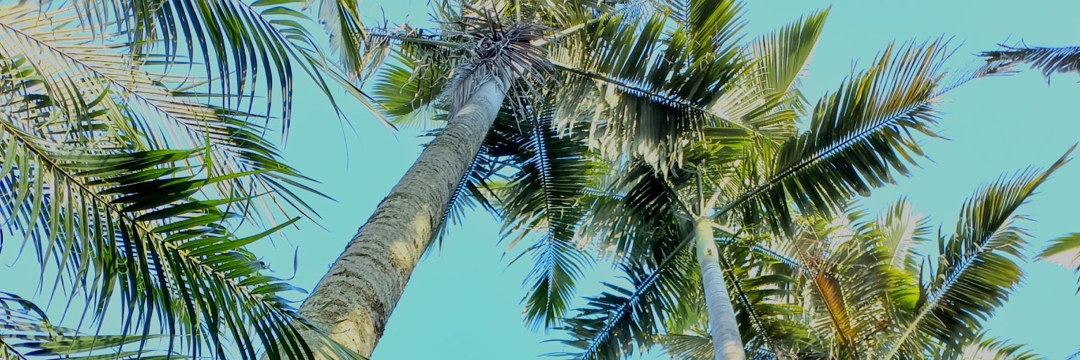 iitzelGonza's profile banner image