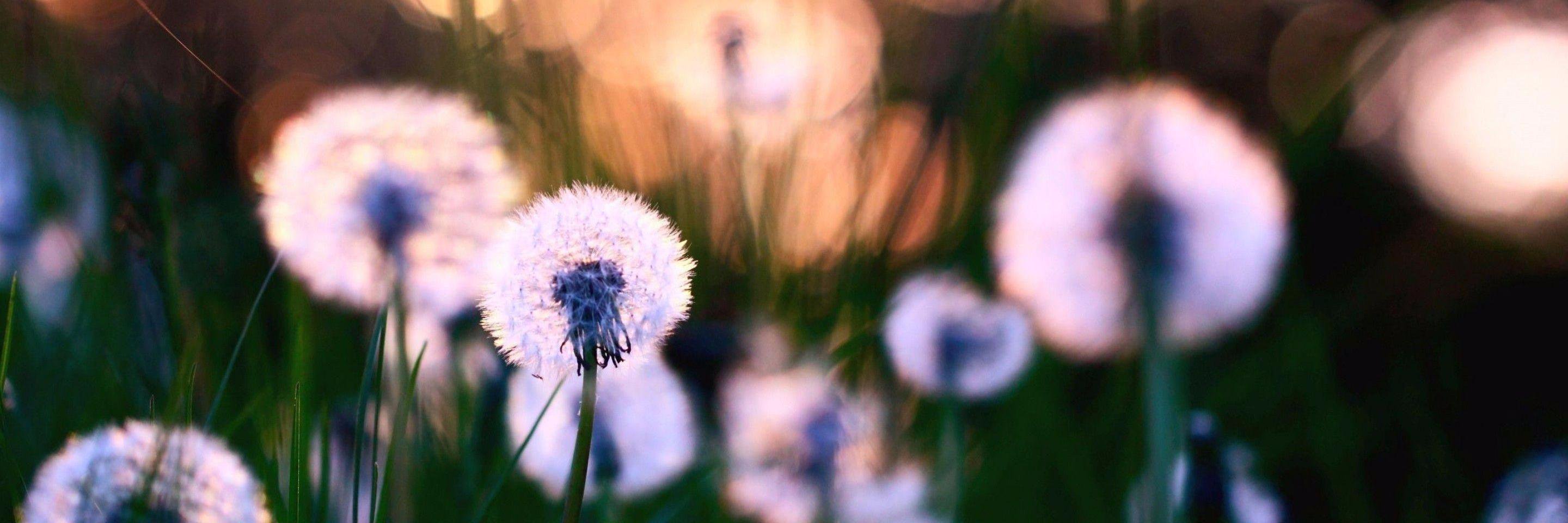 Roberta Musaro' banner