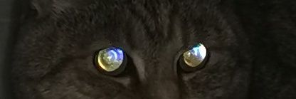 quackitude's profile banner image