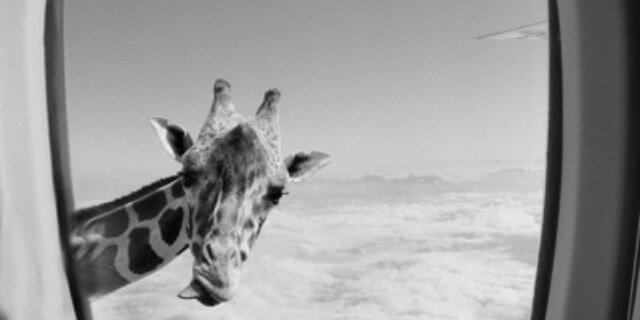 StephanieMerhej's profile banner image