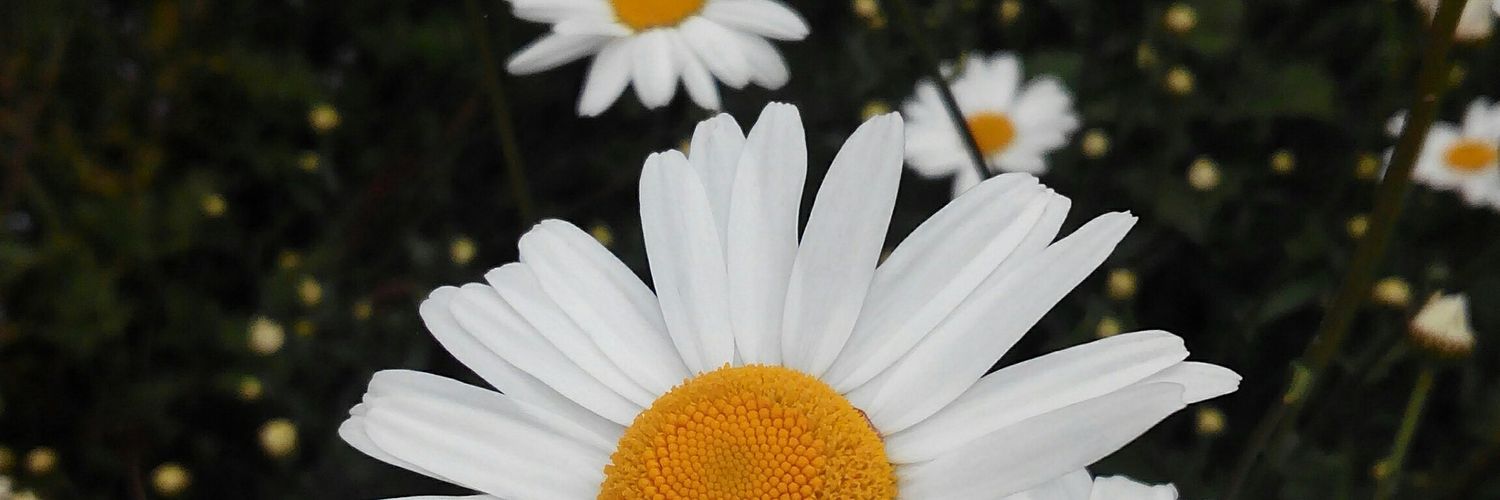 ladyblue11's profile banner image
