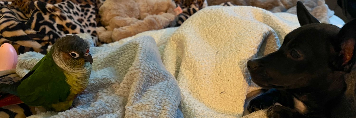 corn_mom's profile banner image