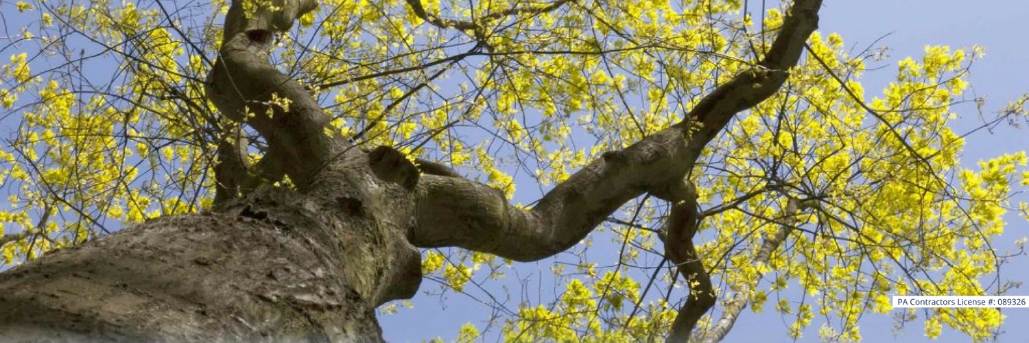 Tree_Connection's profile banner image