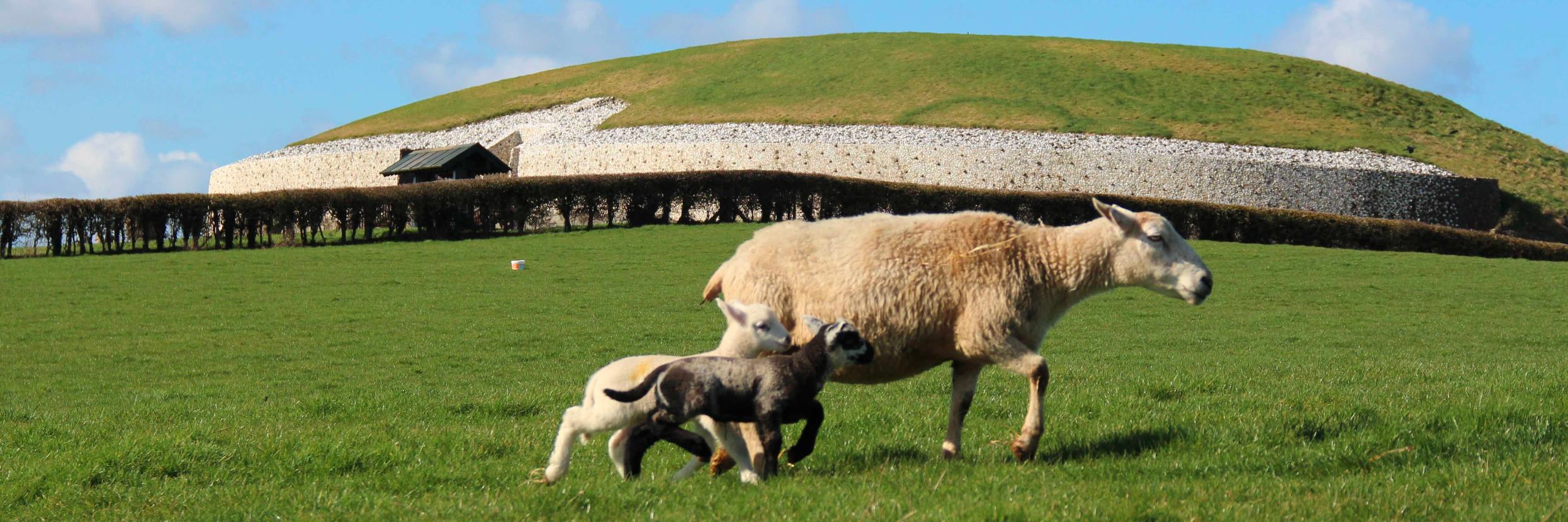 NewgrangeFarm's profile banner image